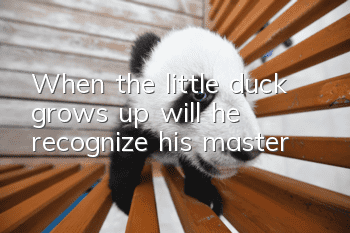 When the little duck grows up, will he recognize his master?