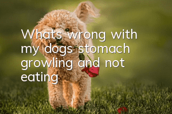 What's wrong with my dog's stomach growling and not eating?