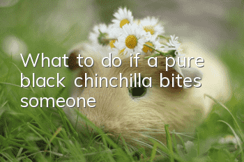 What to do if a pure black chinchilla bites someone