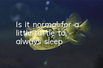 Is it normal for a little turtle to always sleep?