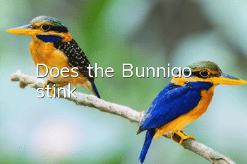 Does the Bunniao stink?