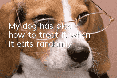 My dog ​​has pica, how to treat it when it eats randomly?