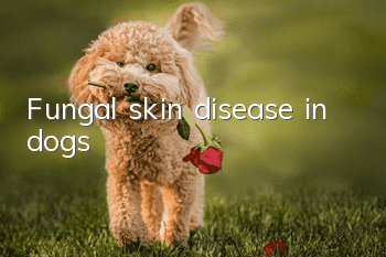 Fungal skin disease in dogs