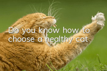 Do you know how to choose a healthy cat?