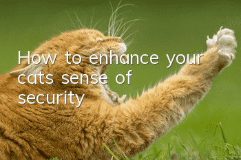 How to enhance your cat’s sense of security?