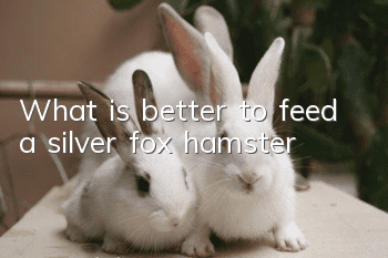 What is better to feed a silver fox hamster?