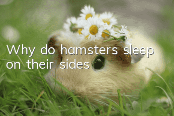 Why do hamsters sleep on their sides?