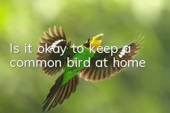 Is it okay to keep a common bird at home?