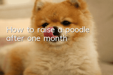 How to raise a poodle after one month