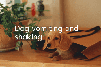 Dog vomiting and shaking