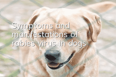 Symptoms and manifestations of rabies virus in dogs