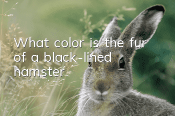 What color is the fur of a black-lined hamster?