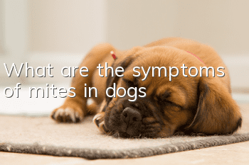 What are the symptoms of mites in dogs?