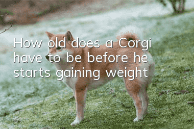 How old does a Corgi have to be before he starts gaining weight?