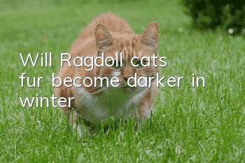 Will Ragdoll cats’ fur become darker in winter?