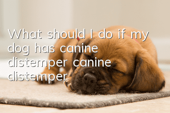 What should I do if my dog ​​has canine distemper (canine distemper)?