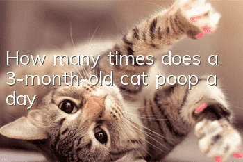 How many times does a 3-month-old cat poop a day?