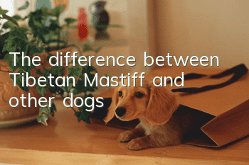 The difference between Tibetan Mastiff and other dogs