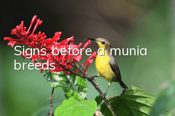 Signs before a munia breeds