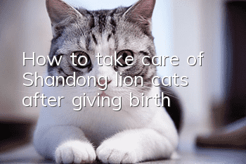 How to take care of Shandong lion cats after giving birth