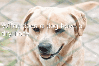 What does a dog have a dry nose?