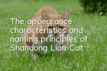 The appearance characteristics and naming principles of Shandong Lion Cat