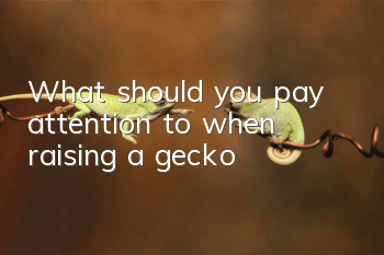 What should you pay attention to when raising a gecko?