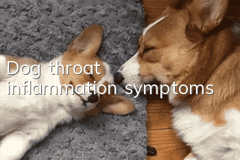 Dog throat inflammation symptoms