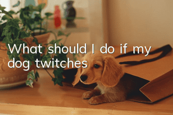 What should I do if my dog ​​twitches?