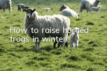 How to raise horned frogs in winter