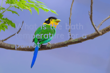 What is the bath temperature for a parrot?