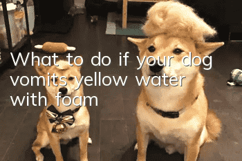 What to do if your dog vomits yellow water with foam