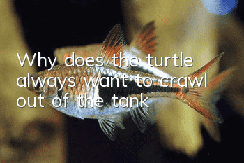 Why does the turtle always want to crawl out of the tank?