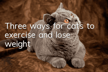 Three ways for cats to exercise and lose weight