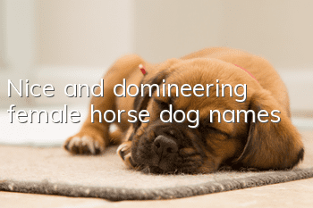 Nice and domineering female horse dog names