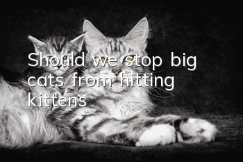 Should we stop big cats from hitting kittens?