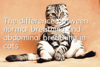 The difference between normal breathing and abdominal breathing in cats