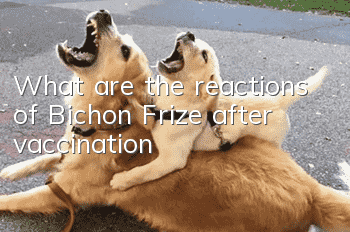 What are the reactions of Bichon Frize after vaccination?