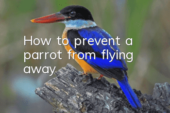 How to prevent a parrot from flying away