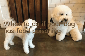 What to do if your dog has food poisoning?