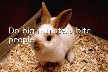 Do big hamsters bite people?