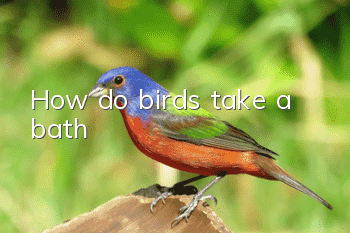 How do birds take a bath?