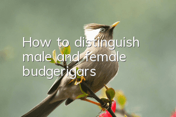 How to distinguish male and female budgerigars