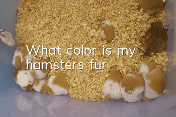 What color is my hamster’s fur?