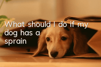 What should I do if my dog ​​has a sprain?