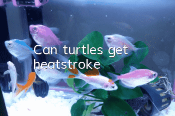 Can turtles get heatstroke?