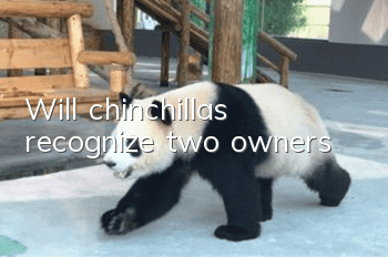 Will chinchillas recognize two owners?