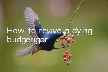 How to revive a dying budgerigar