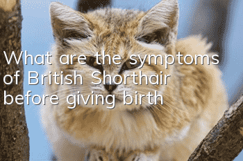 What are the symptoms of British Shorthair before giving birth?