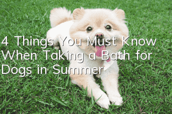 4 Things You Must Know When Taking a Bath for Dogs in Summer